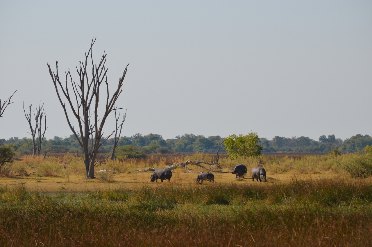[23777] 2016_06_30_05_14_27_Africa_NIKON_D5100_IMG__00711.jpg