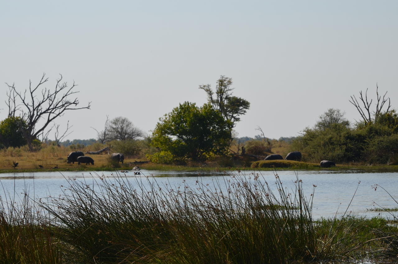 [23781] 2016_06_30_05_16_28_Africa_NIKON_D5100_IMG__00713.jpg