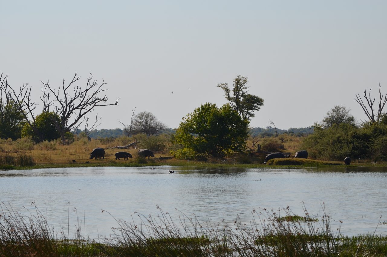 [23783] 2016_06_30_05_17_23_Africa_NIKON_D5100_IMG__00714.jpg