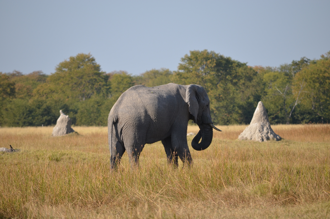 [24474] 2016_06_30_06_06_06_Africa_NIKON_D5100_IMG__00722.jpg