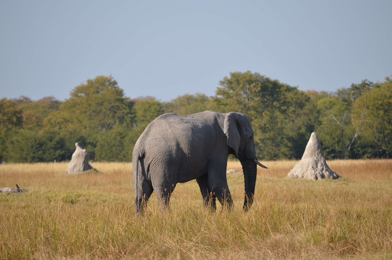 [24477] 2016_06_30_06_06_07_Africa_NIKON_D5100_IMG__05345.jpg