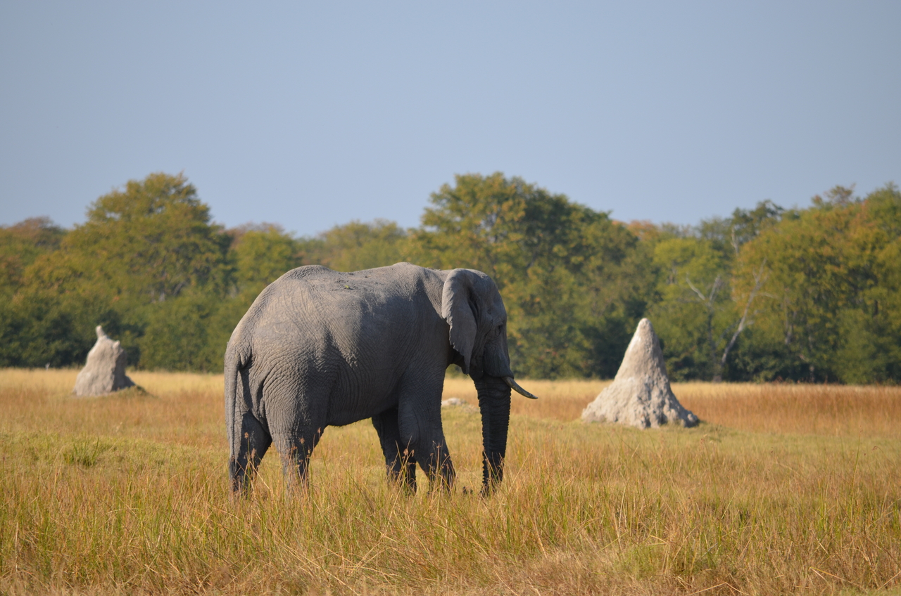 [24479] 2016_06_30_06_06_12_Africa_NIKON_D5100_IMG__05346.jpg