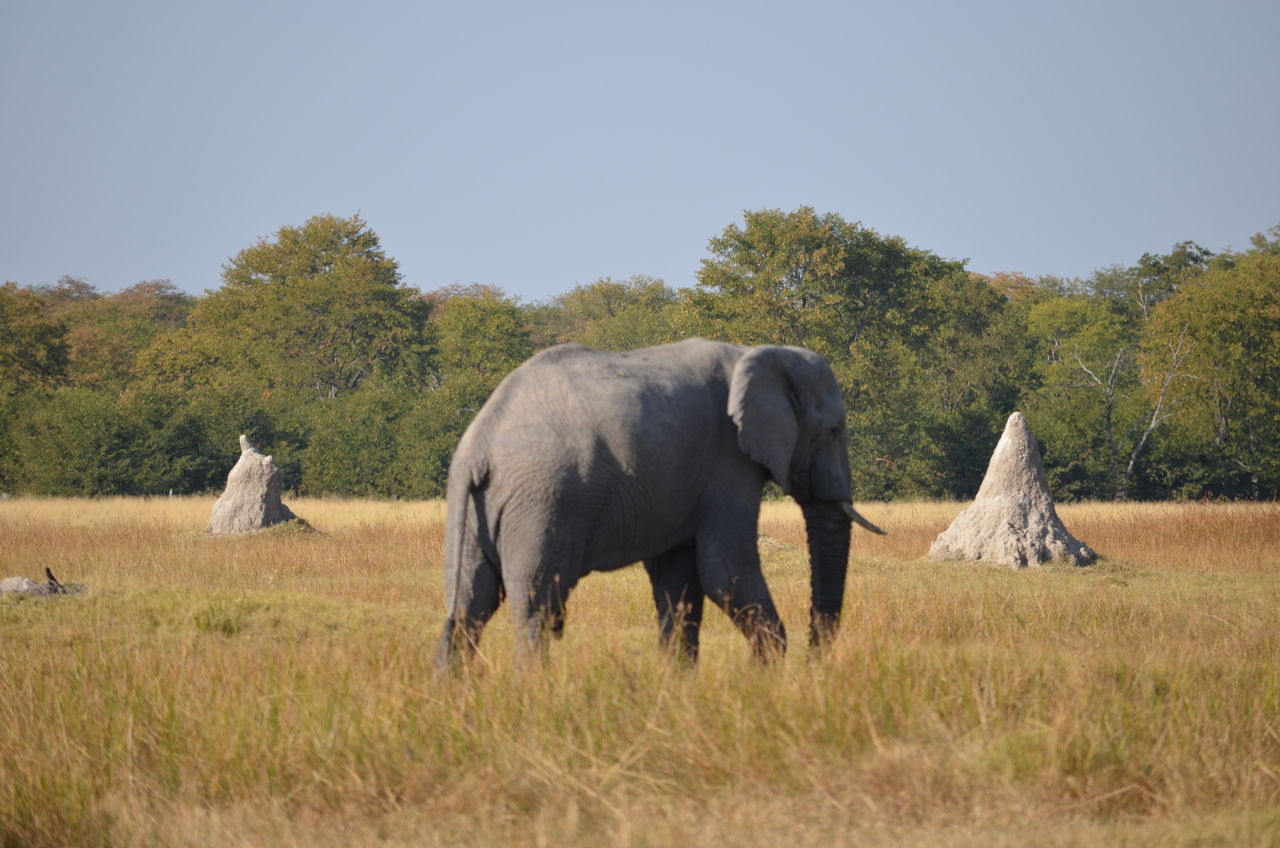 [24480] 2016_06_30_06_06_15_Africa_NIKON_D5100_IMG__00725.jpg