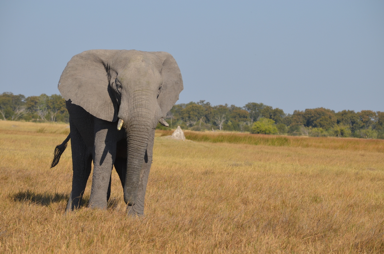 [24482] 2016_06_30_06_07_51_Africa_NIKON_D5100_IMG__00726.jpg