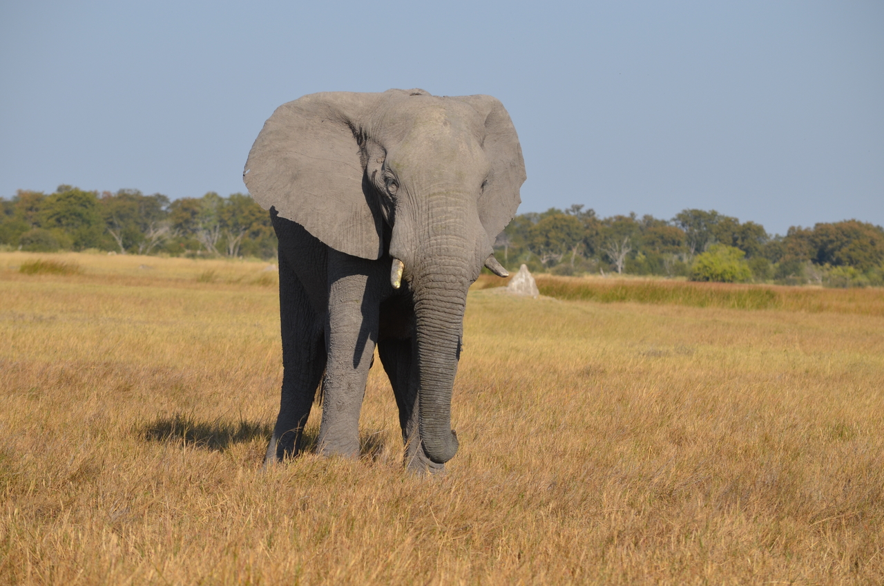 [24485] 2016_06_30_06_07_52_Africa_NIKON_D5100_IMG__05349.jpg