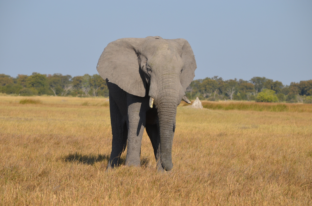 [24487] 2016_06_30_06_07_53_Africa_NIKON_D5100_IMG__05350.jpg