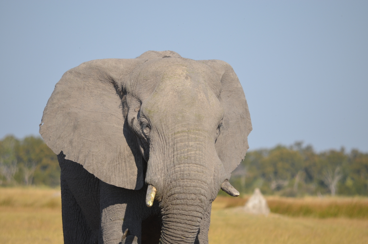 [24493] 2016_06_30_06_07_58_Africa_NIKON_D5100_IMG__05353.jpg