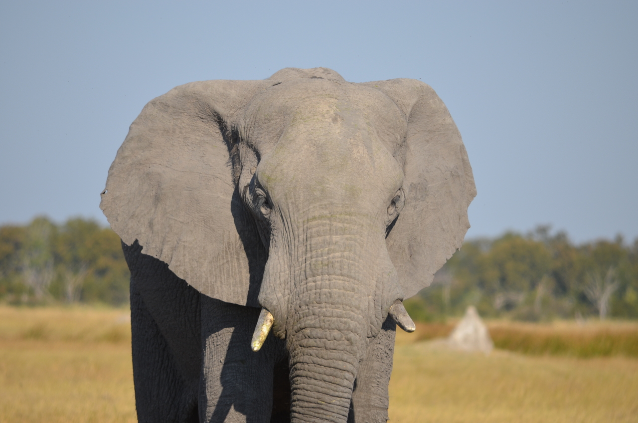 [24499] 2016_06_30_06_08_09_Africa_NIKON_D5100_IMG__05356.jpg