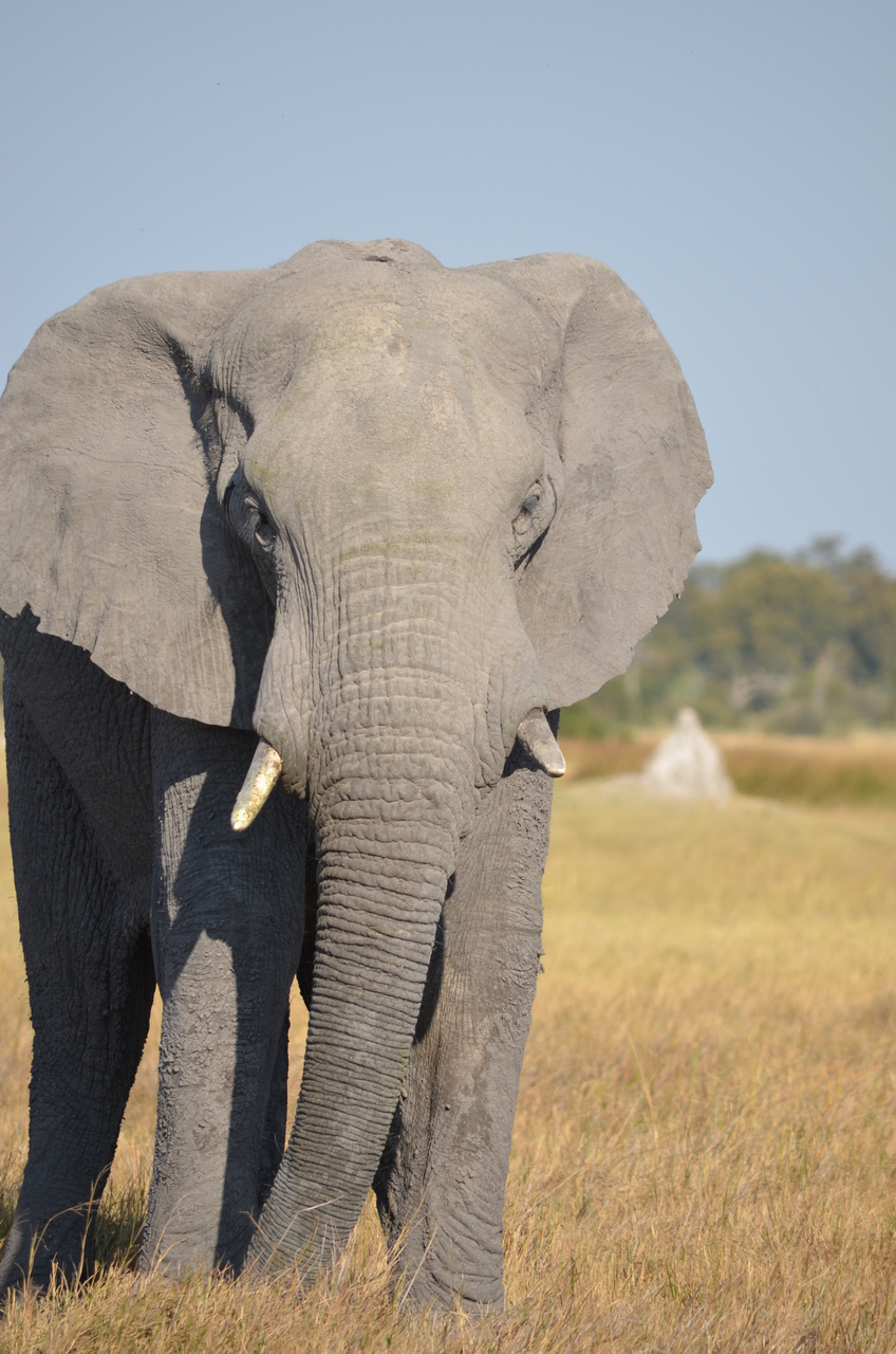 [24500] 2016_06_30_06_08_46_Africa_NIKON_D5100_IMG__00735.jpg