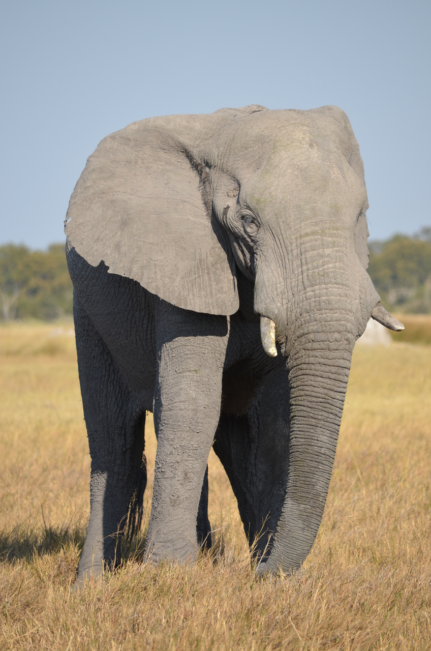 [24502] 2016_06_30_06_08_50_Africa_NIKON_D5100_IMG__00736.jpg