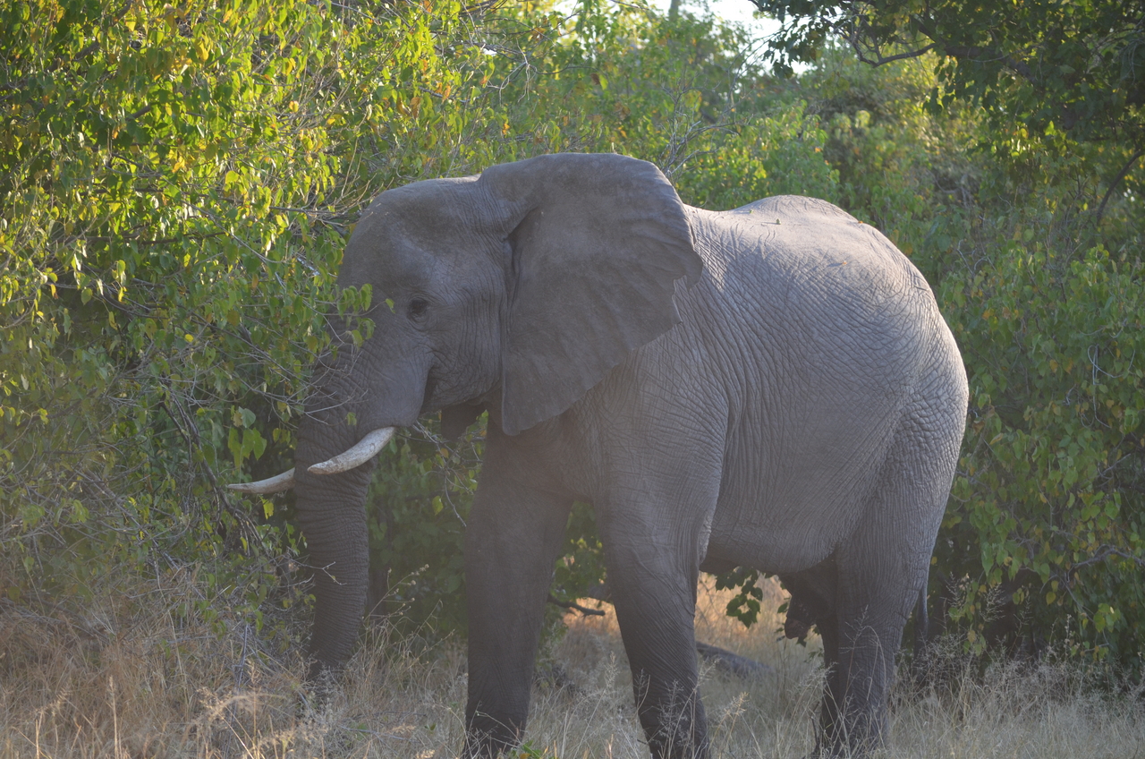 [24621] 2016_06_30_07_10_16_Africa_NIKON_D5100_IMG__05362.jpg