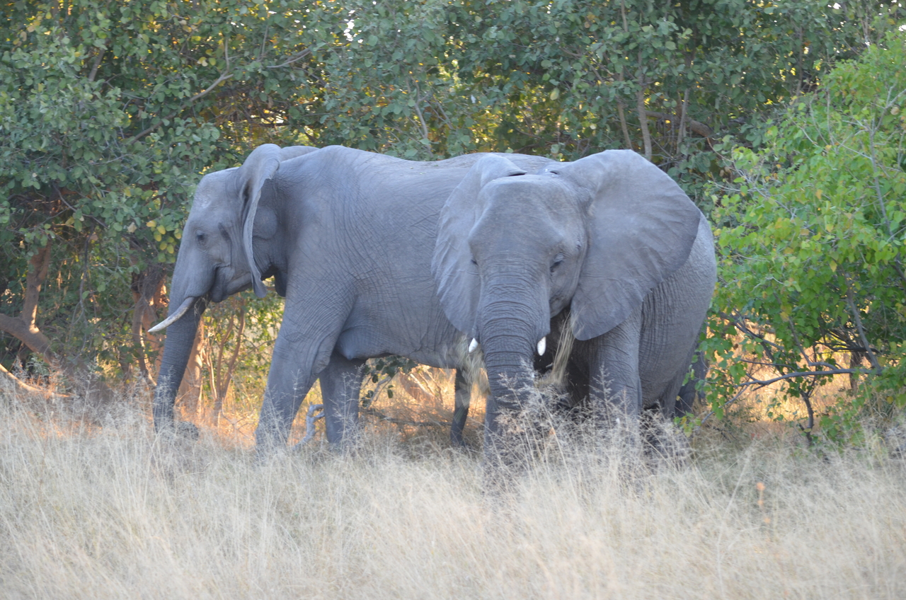 [24636] 2016_06_30_07_24_52_Africa_NIKON_D5100_IMG__05364.jpg