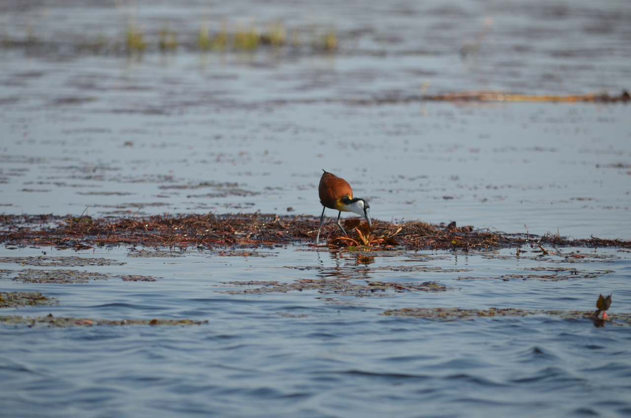 [26670] 2016_07_01_00_21_34_Africa_NIKON_D5100_IMG__00747.jpg