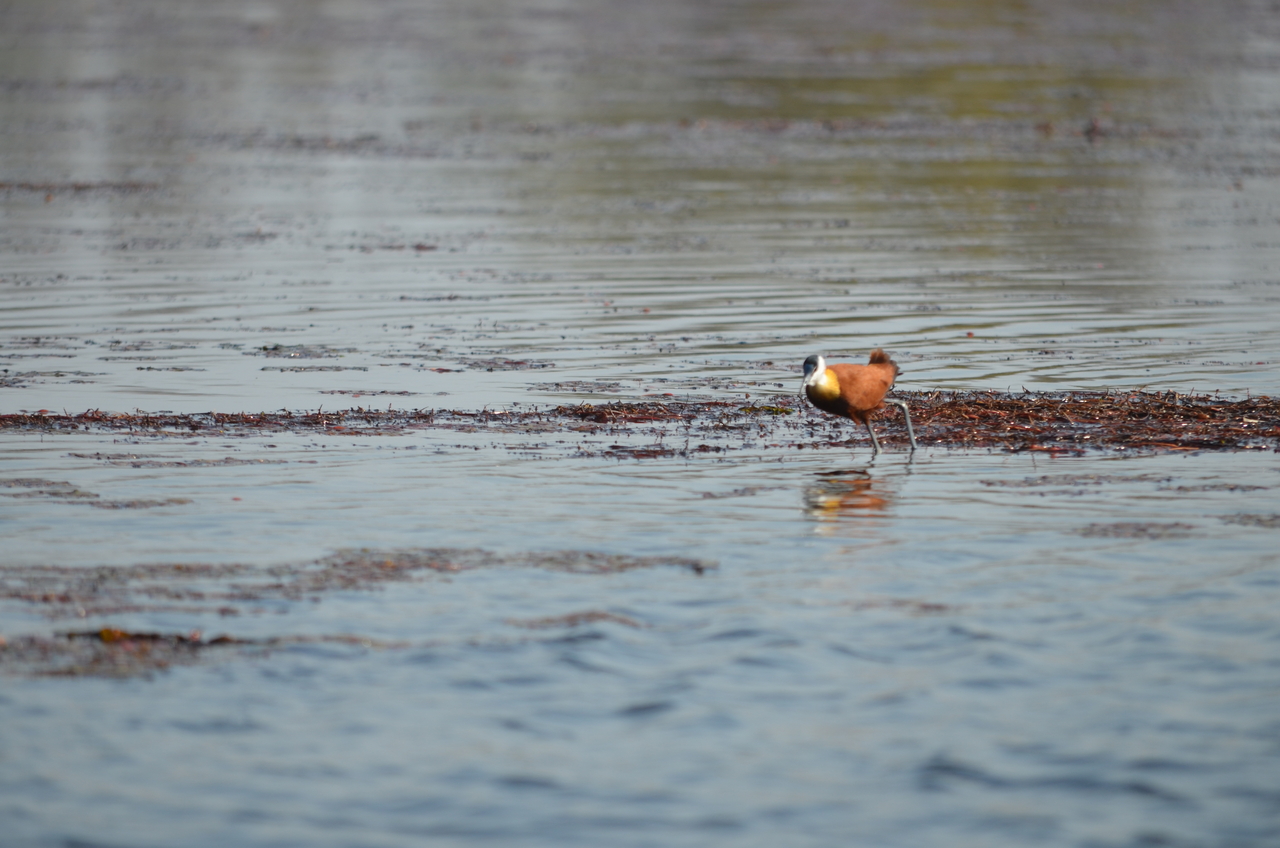 [26681] 2016_07_01_00_22_08_Africa_NIKON_D5100_IMG__05374.jpg
