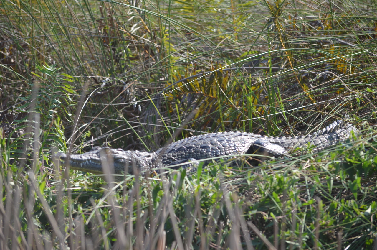 [26687] 2016_07_01_01_11_24_Africa_NIKON_D5100_IMG__05377.jpg
