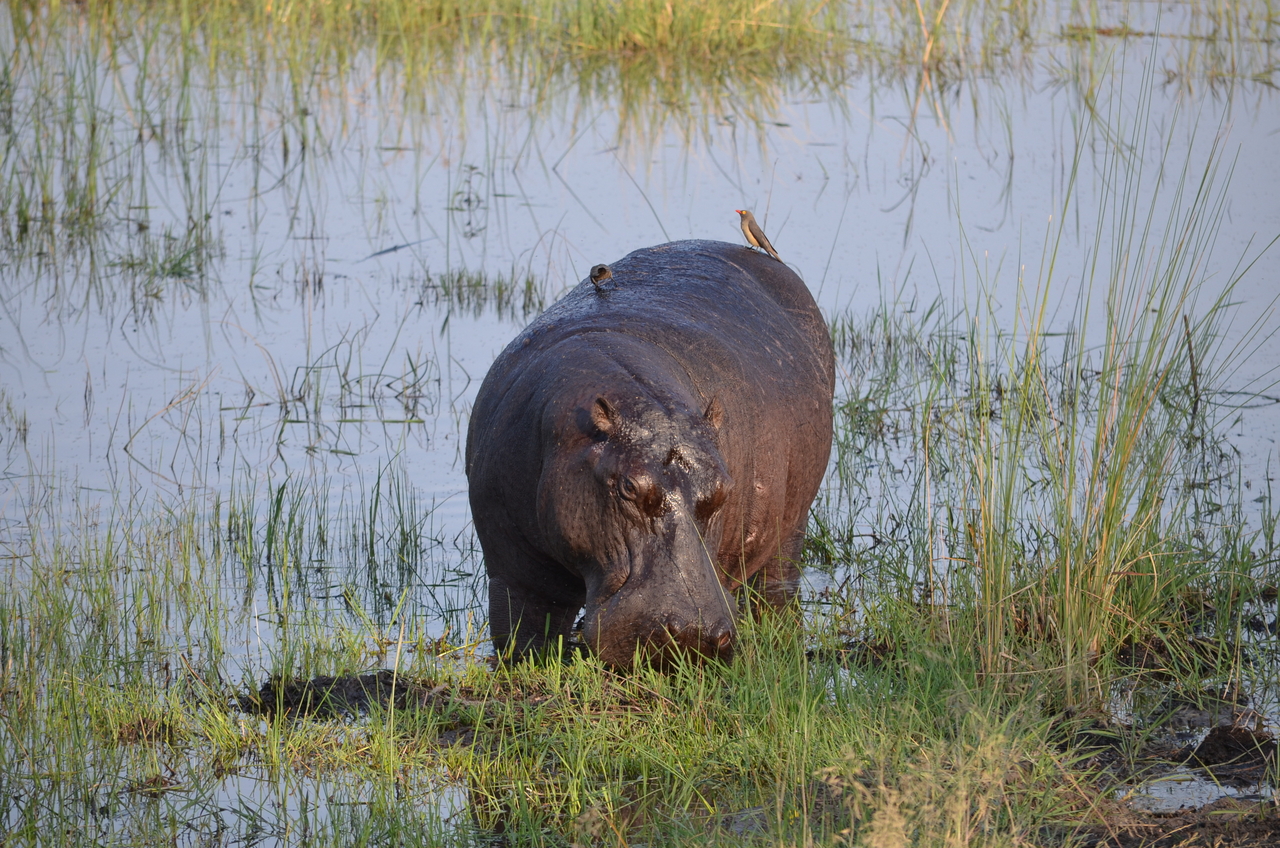 [27500] 2016_07_01_22_58_02_Africa_NIKON_D5100_IMG__00866.jpg