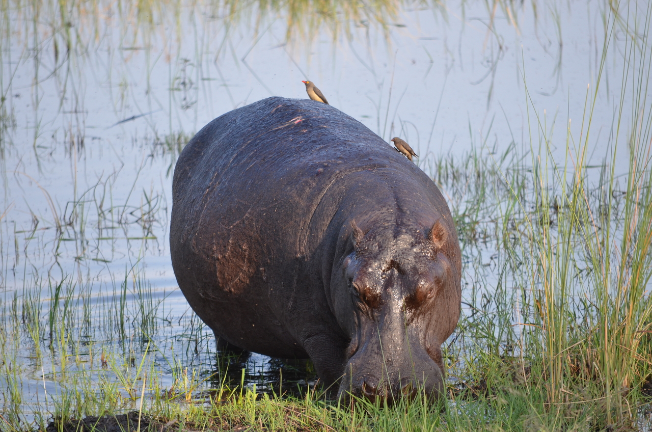 [27505] 2016_07_01_22_58_07_Africa_NIKON_D5100_IMG__05490.jpg