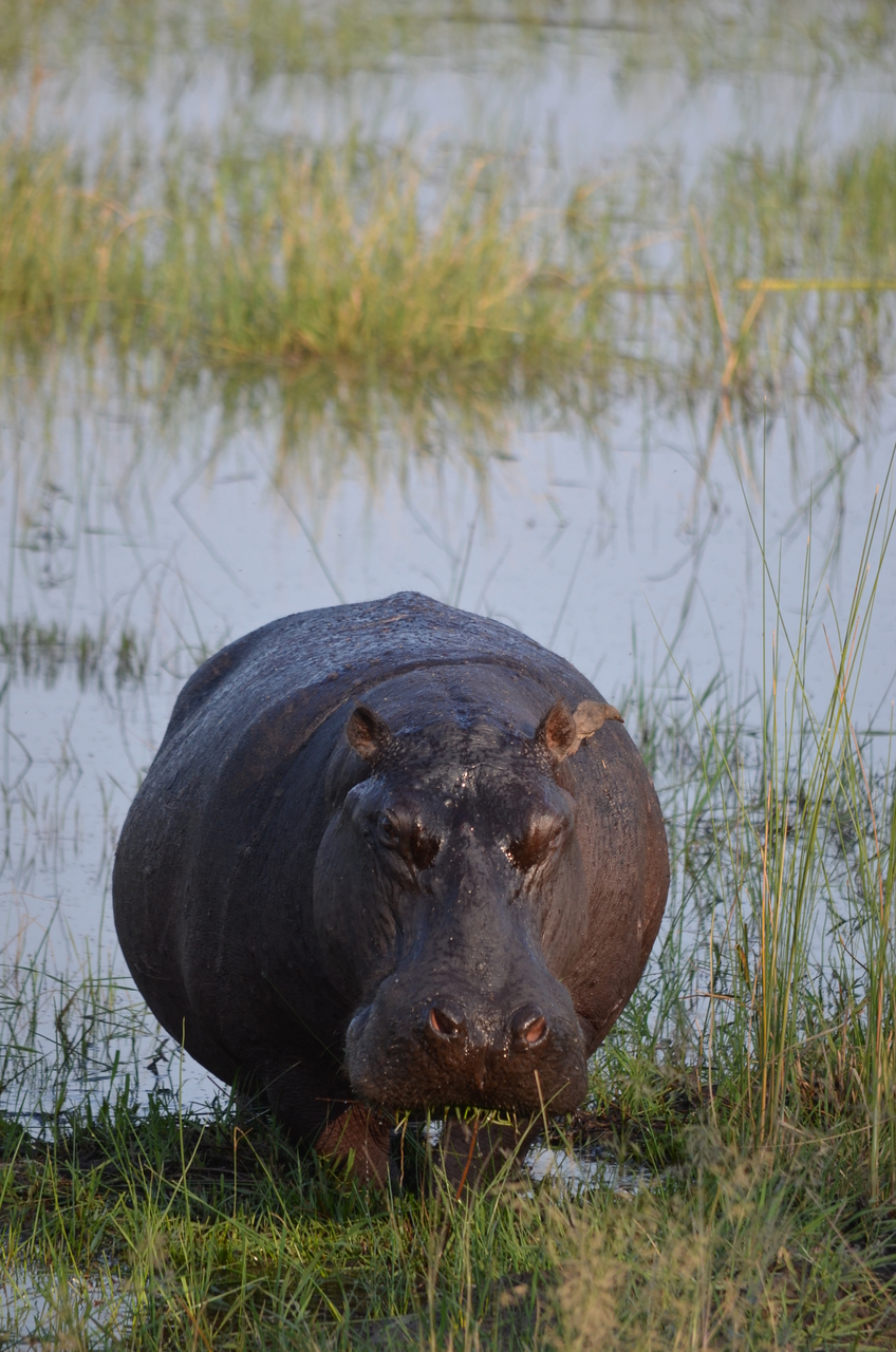 [27513] 2016_07_01_22_58_47_Africa_NIKON_D5100_IMG__05494.jpg