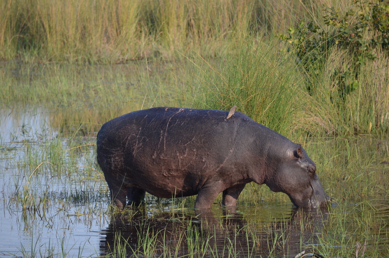 [27522] 2016_07_01_23_10_28_Africa_NIKON_D5100_IMG__00877.jpg