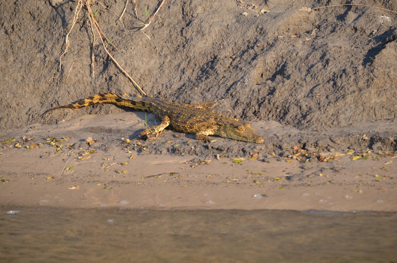 [27827] 2016_07_02_06_59_18_Africa_NIKON_D5100_IMG__00881.jpg