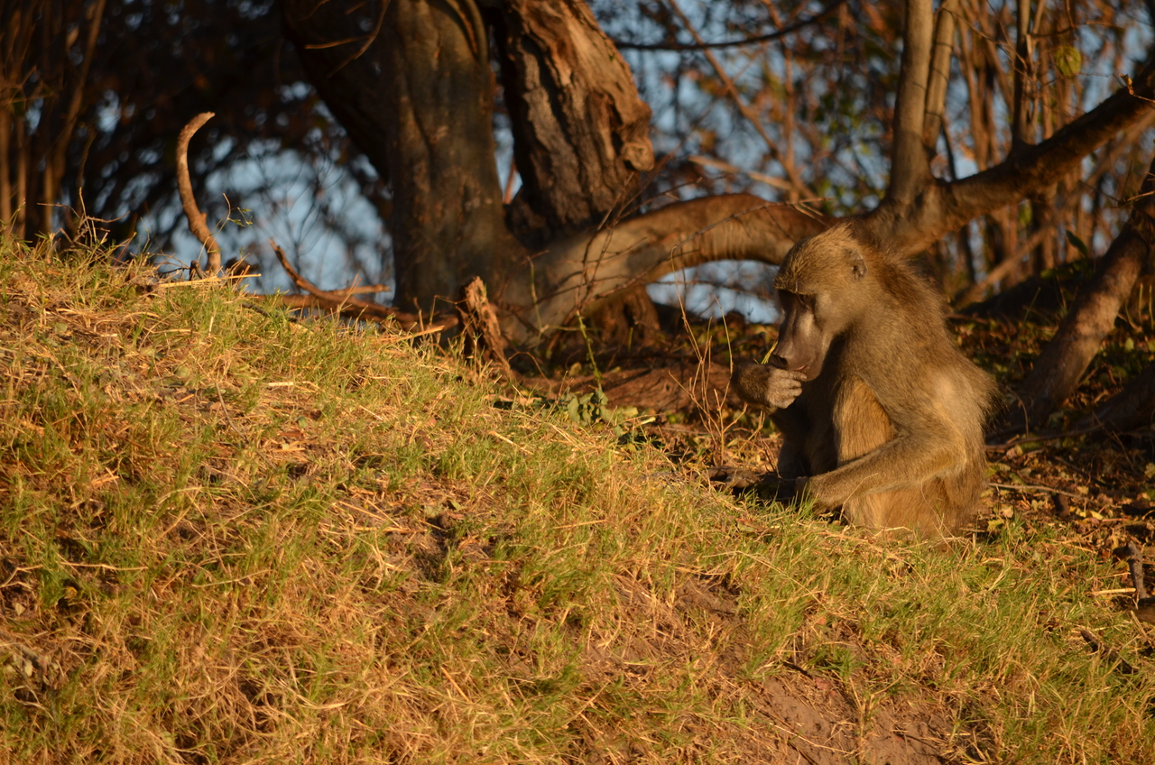 [33047] 2016_07_04_07_33_47_Africa_NIKON_D5100_IMG__05608.jpg
