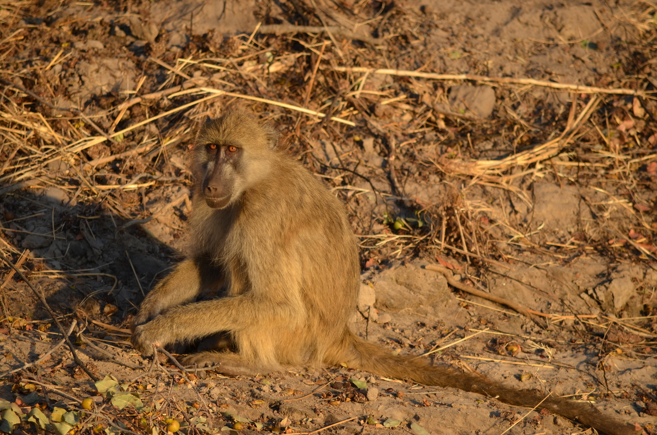 [33048] 2016_07_04_07_36_37_Africa_NIKON_D5100_IMG__00987.jpg