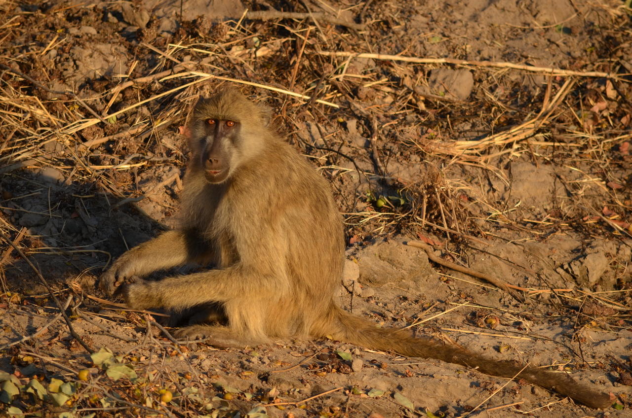 [33050] 2016_07_04_07_36_39_Africa_NIKON_D5100_IMG__00988.jpg