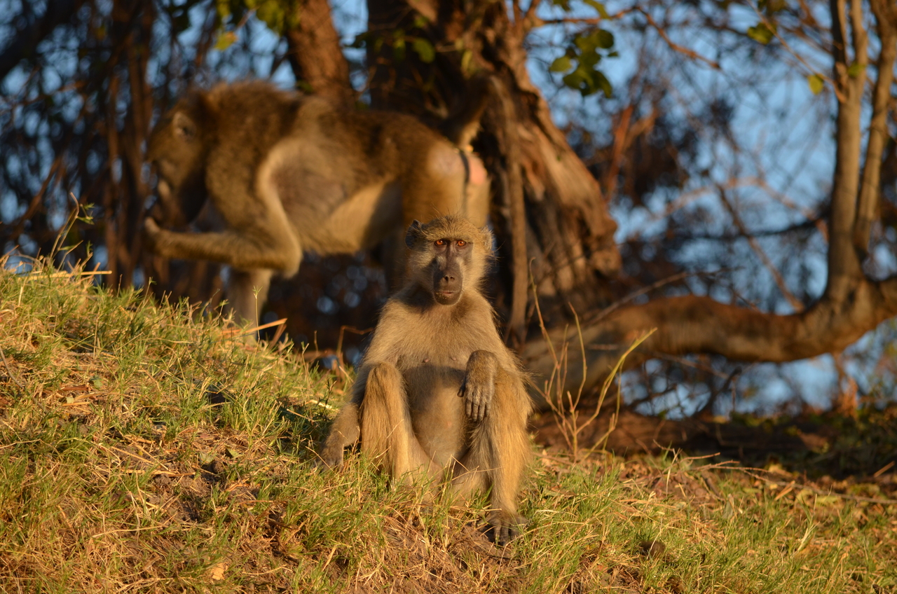 [33059] 2016_07_04_07_37_20_Africa_NIKON_D5100_IMG__05614.jpg