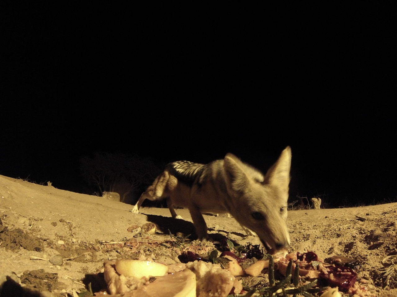 [4083] 2016_06_22_20_51_41_Africa_Hero3-Silver_Edition_IMG__00597.jpg