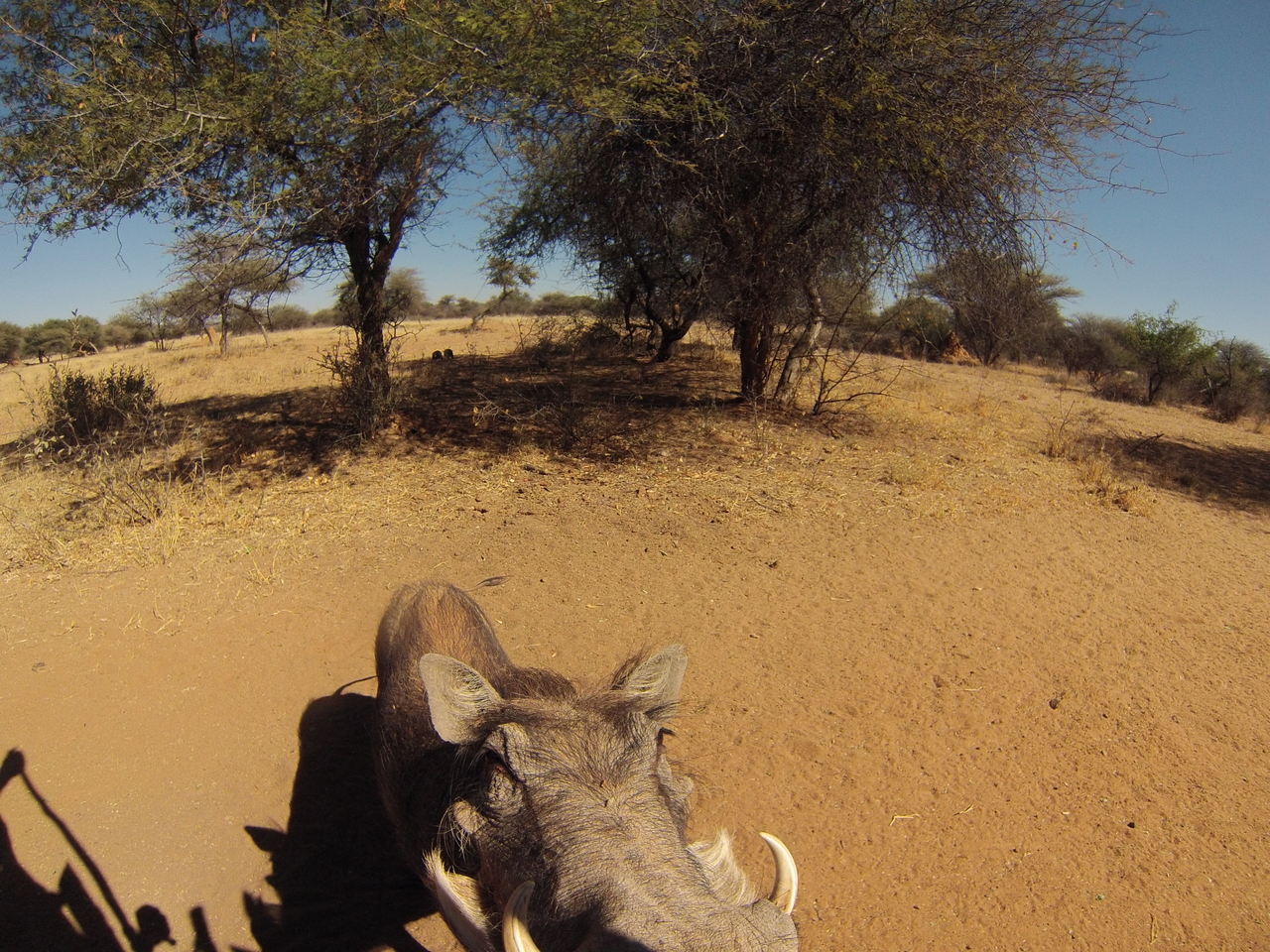 [8882] 2016_06_23_12_09_14_Africa_Hero3-Silver_Edition_IMG__00374.jpg