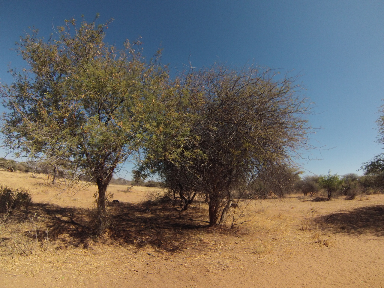 [8885] 2016_06_23_12_09_18_Africa_Hero3-Silver_Edition_IMG__00823.jpg