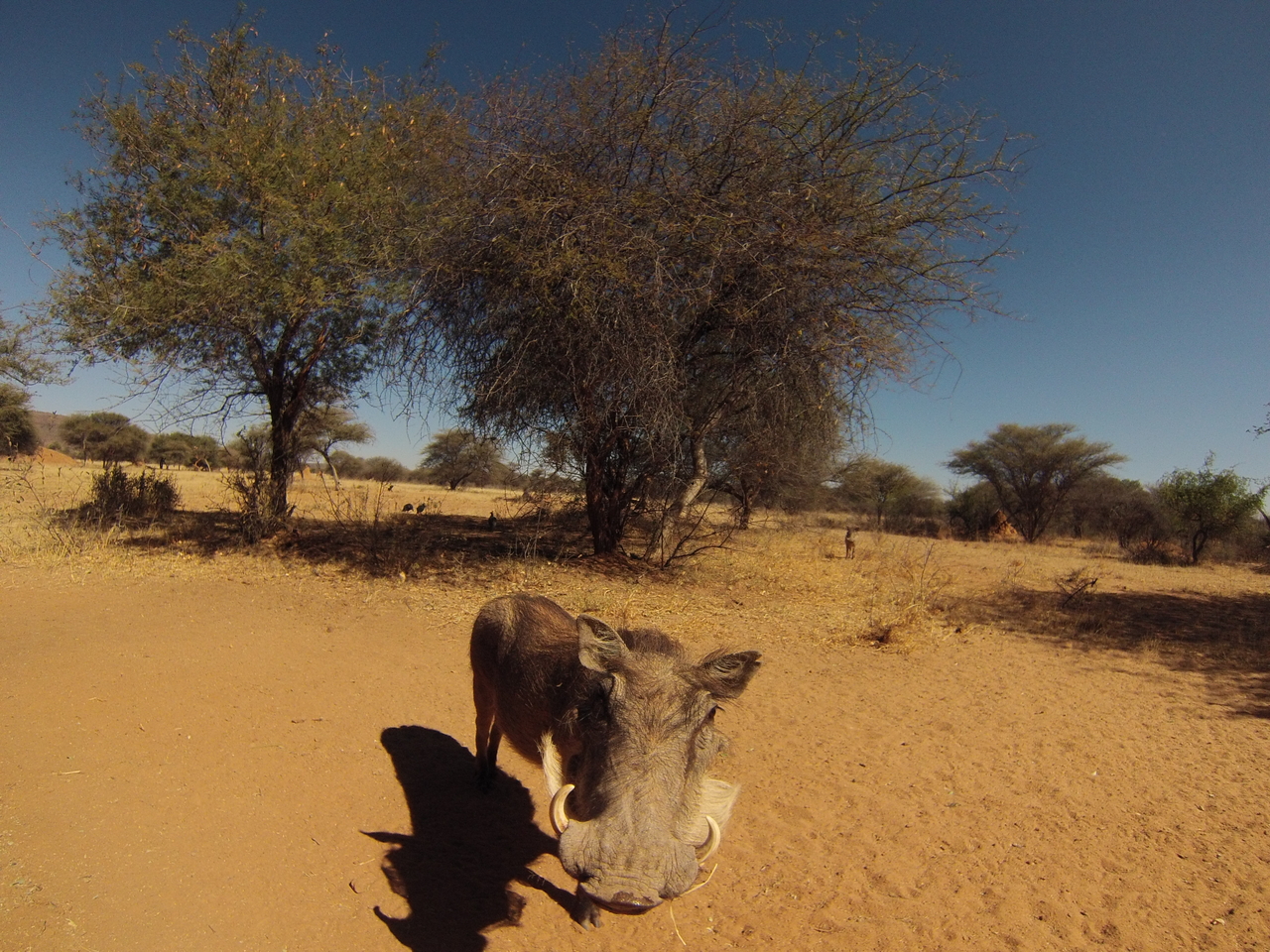 [8897] 2016_06_23_12_09_36_Africa_Hero3-Silver_Edition_IMG__00829.jpg