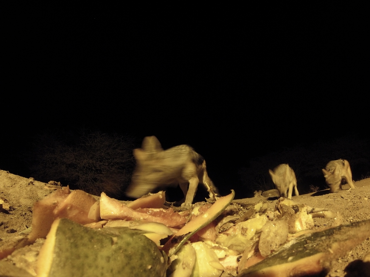 [9682] 2016_06_23_18_42_38_Africa_Hero3-Silver_Edition_IMG__00433.jpg