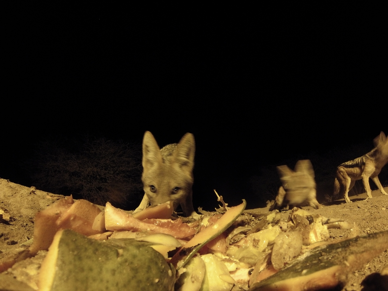 [9690] 2016_06_23_18_42_48_Africa_Hero3-Silver_Edition_IMG__00437.jpg