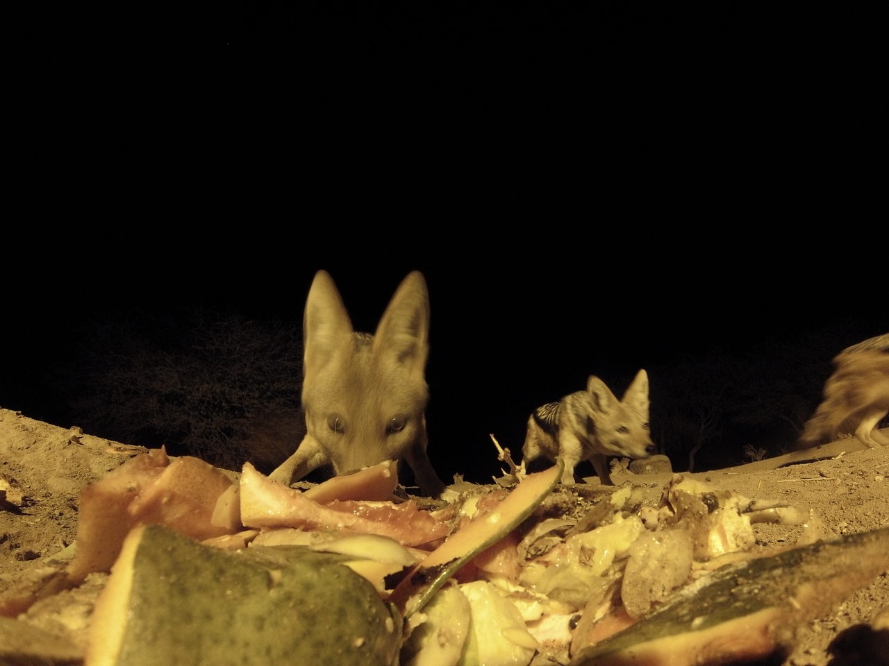 [9696] 2016_06_23_18_42_56_Africa_Hero3-Silver_Edition_IMG__00440.jpg