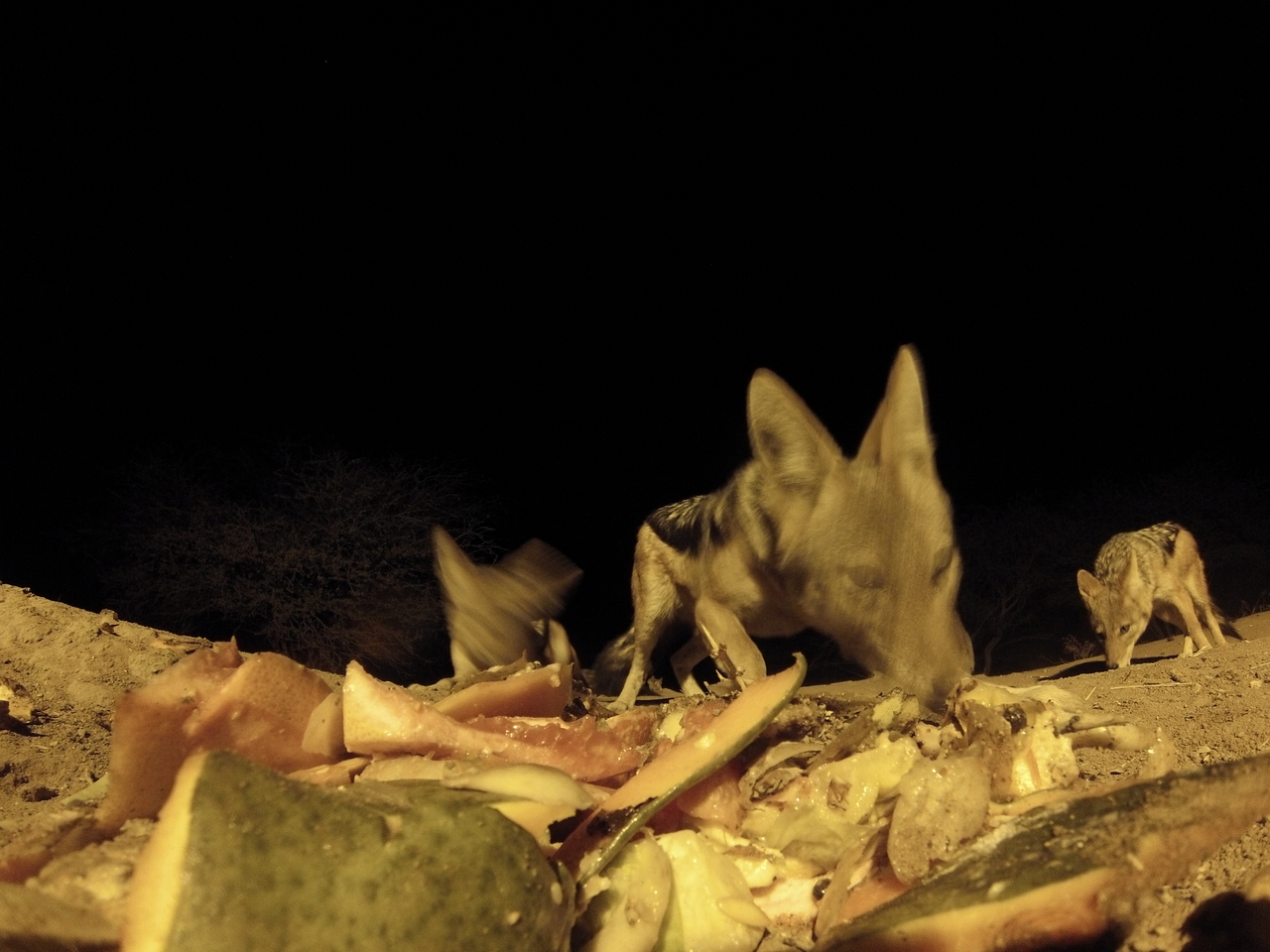 [9717] 2016_06_23_18_43_20_Africa_Hero3-Silver_Edition_IMG__00898.jpg