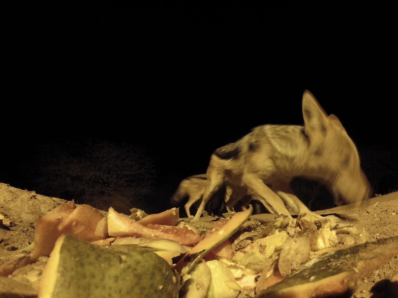 [9727] 2016_06_23_18_43_34_Africa_Hero3-Silver_Edition_IMG__00903.jpg