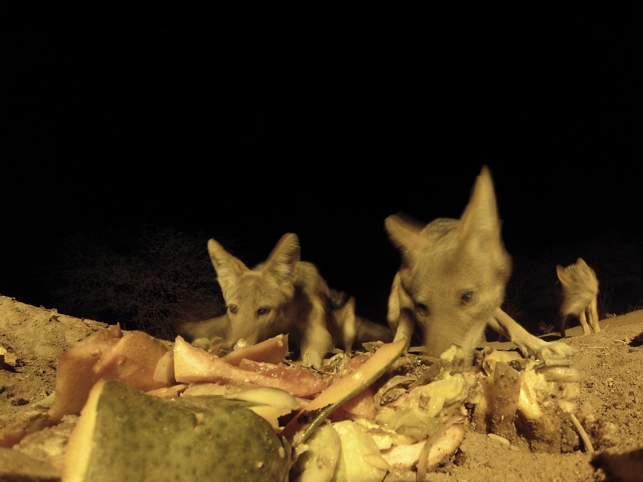 [9750] 2016_06_23_18_44_02_Africa_Hero3-Silver_Edition_IMG__00467.jpg