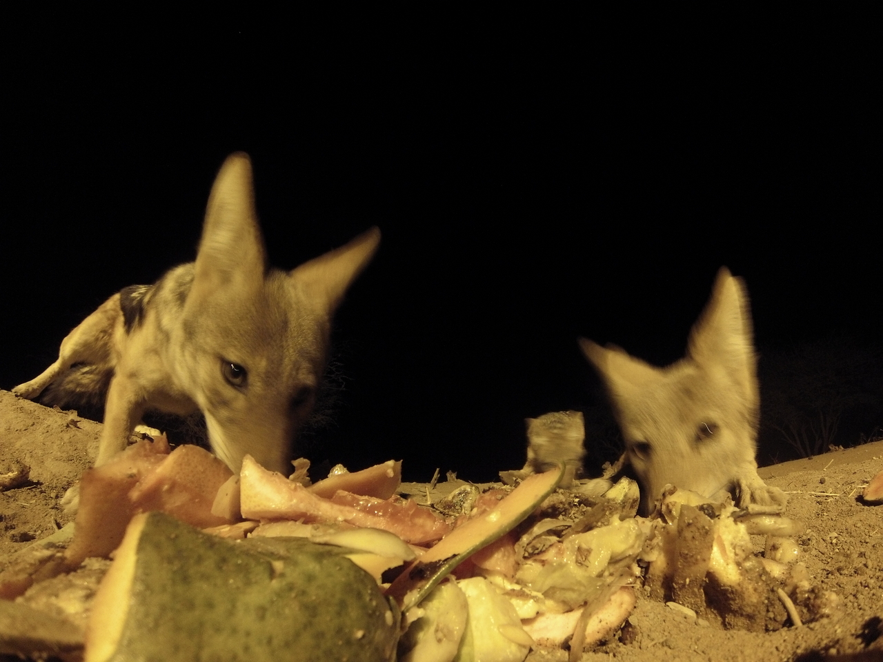 [9784] 2016_06_23_18_44_48_Africa_Hero3-Silver_Edition_IMG__00484.jpg