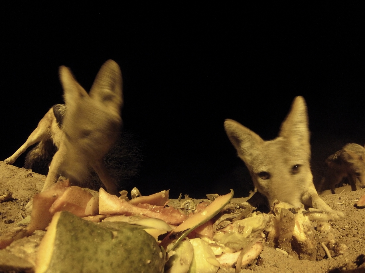 [9791] 2016_06_23_18_44_54_Africa_Hero3-Silver_Edition_IMG__00935.jpg