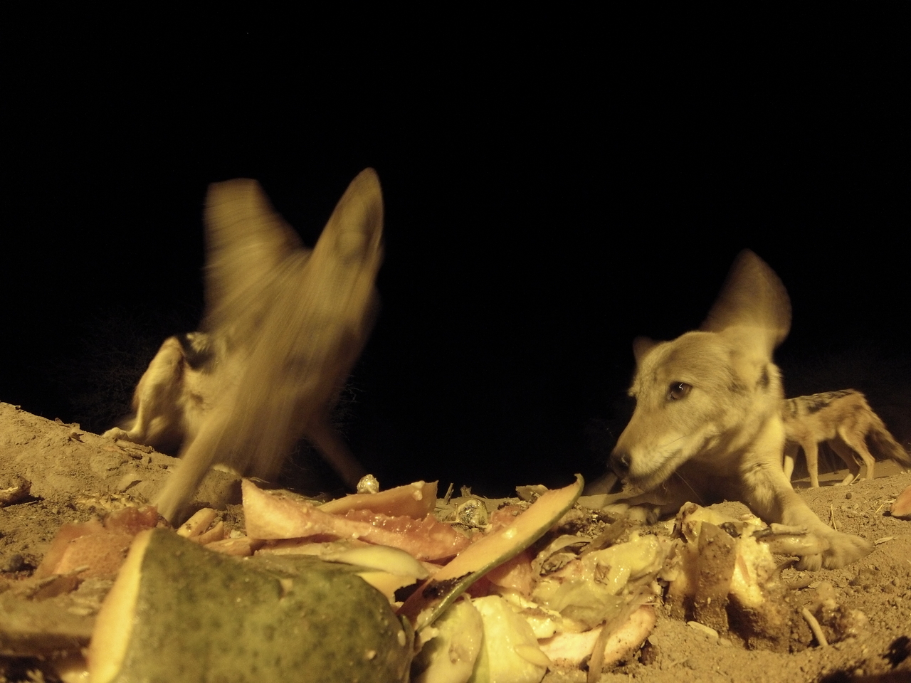 [9792] 2016_06_23_18_44_58_Africa_Hero3-Silver_Edition_IMG__00488.jpg