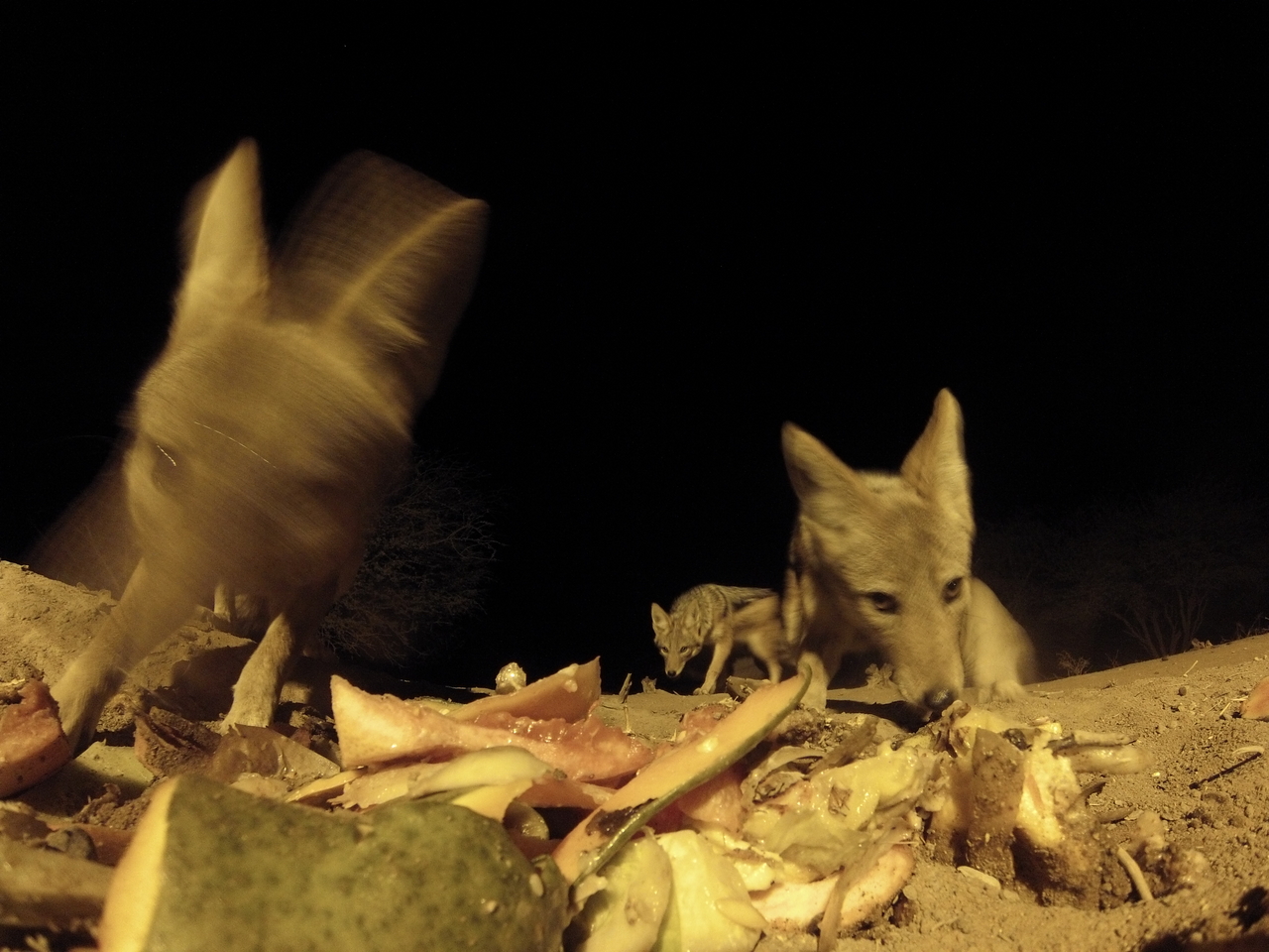 [9802] 2016_06_23_18_45_10_Africa_Hero3-Silver_Edition_IMG__00493.jpg