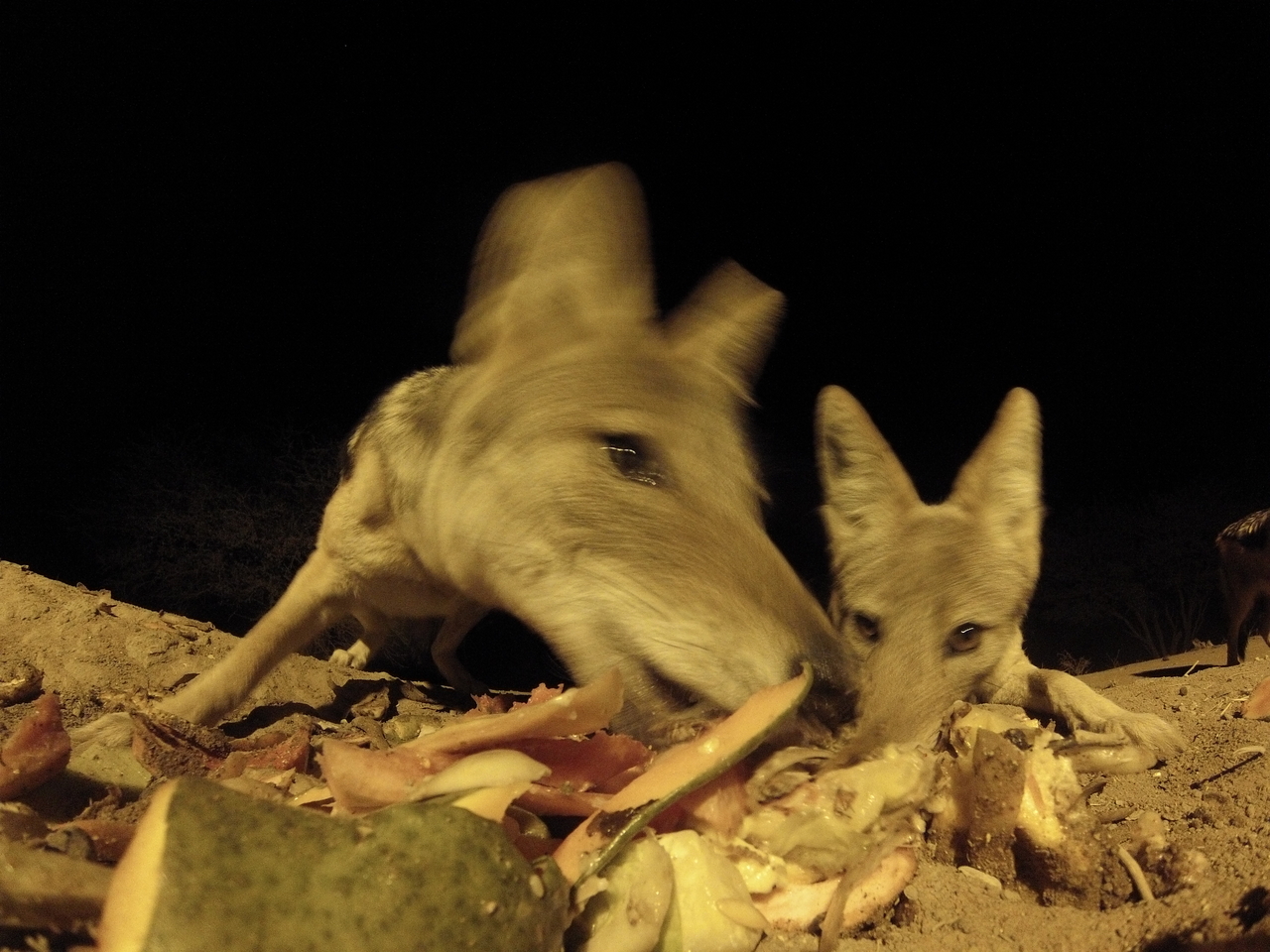 [9810] 2016_06_23_18_45_19_Africa_Hero3-Silver_Edition_IMG__00497.jpg