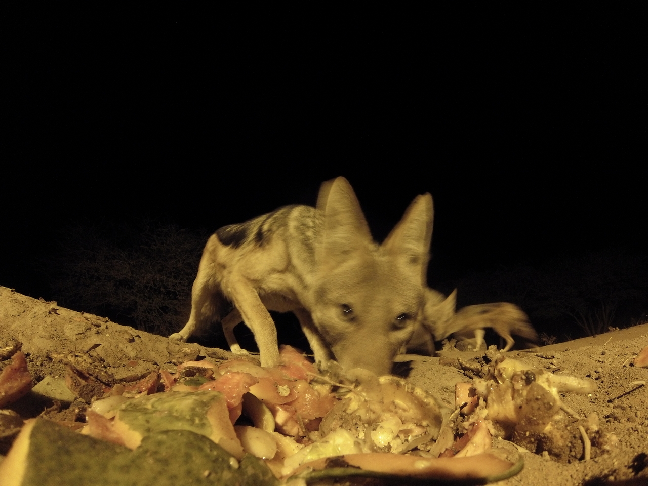 [9827] 2016_06_23_18_45_42_Africa_Hero3-Silver_Edition_IMG__00953.jpg