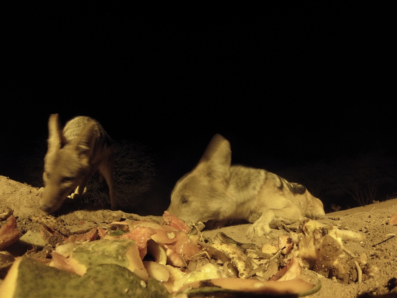 [9837] 2016_06_23_18_45_56_Africa_Hero3-Silver_Edition_IMG__00958.jpg