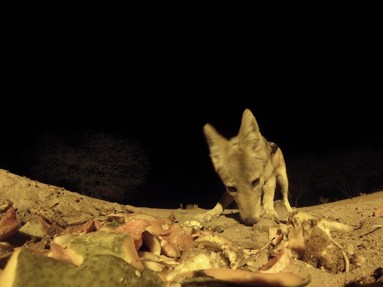 [9931] 2016_06_23_18_48_00_Africa_Hero3-Silver_Edition_IMG__01002.jpg