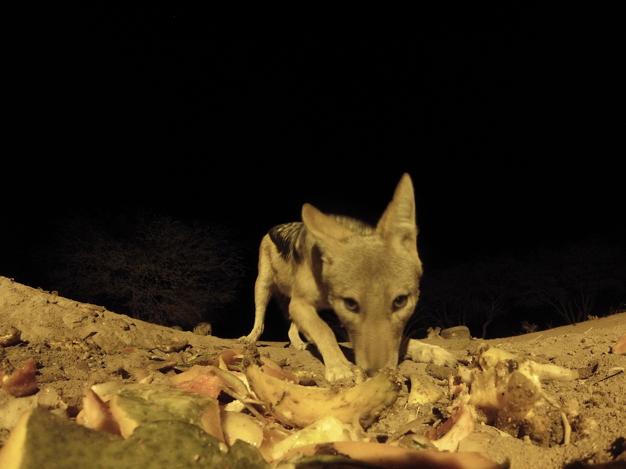 [10030] 2016_06_23_18_50_08_Africa_Hero3-Silver_Edition_IMG__01050.jpg