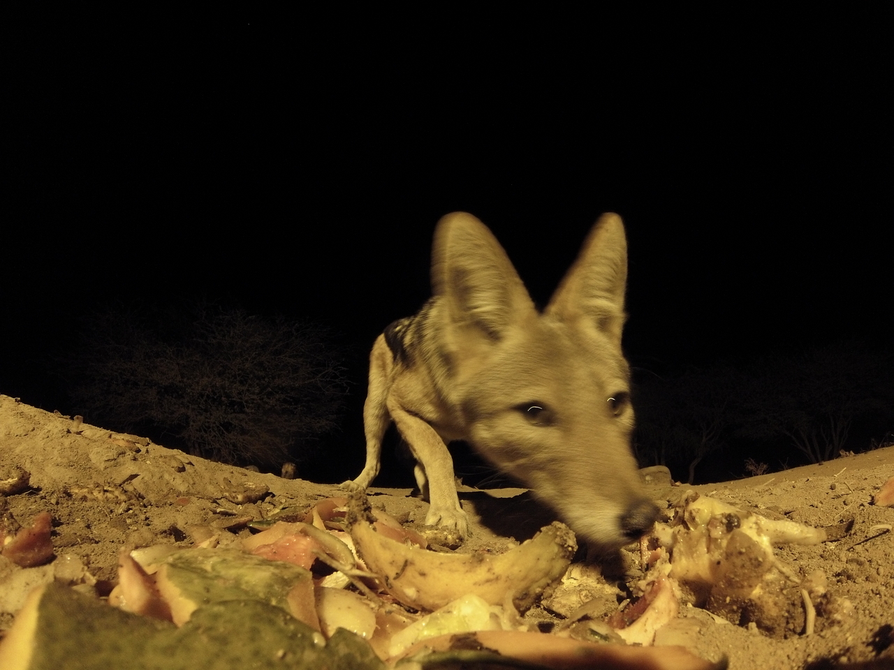 [10032] 2016_06_23_18_50_10_Africa_Hero3-Silver_Edition_IMG__01051.jpg