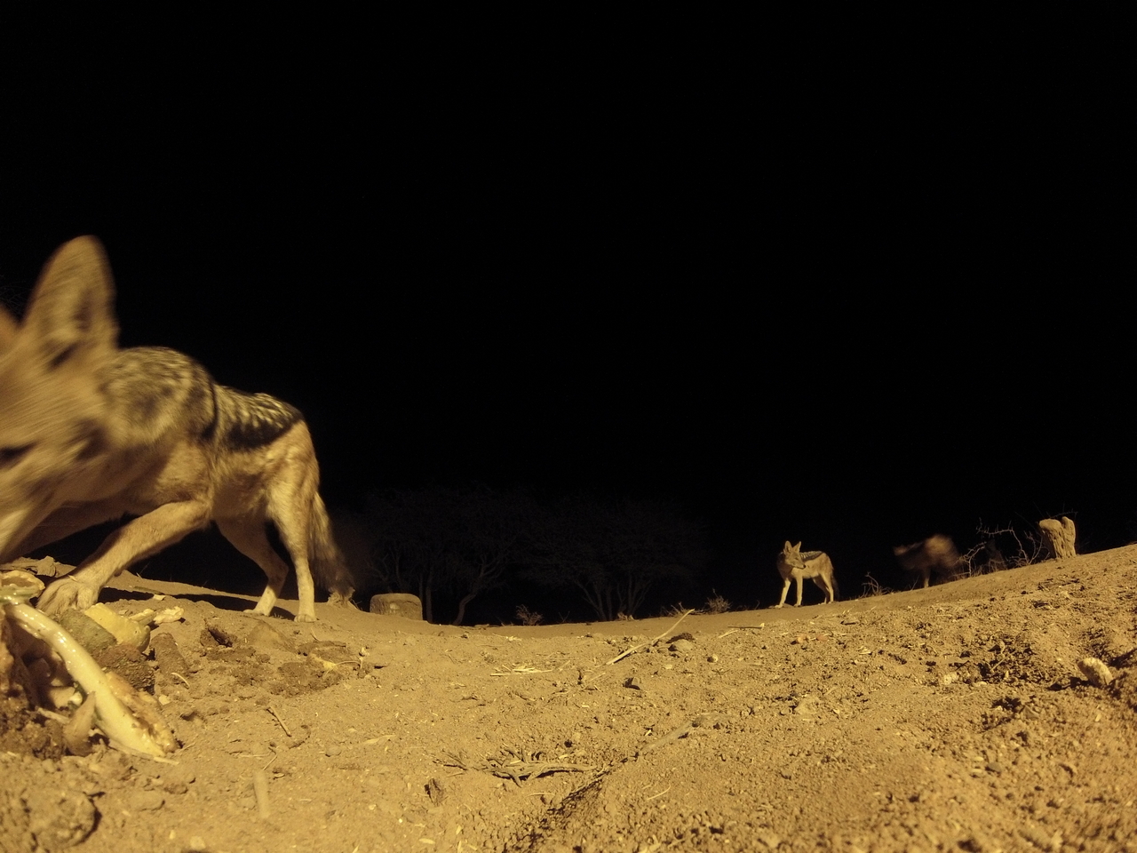 [10215] 2016_06_23_19_01_47_Africa_Hero3-Silver_Edition_IMG__00665.jpg