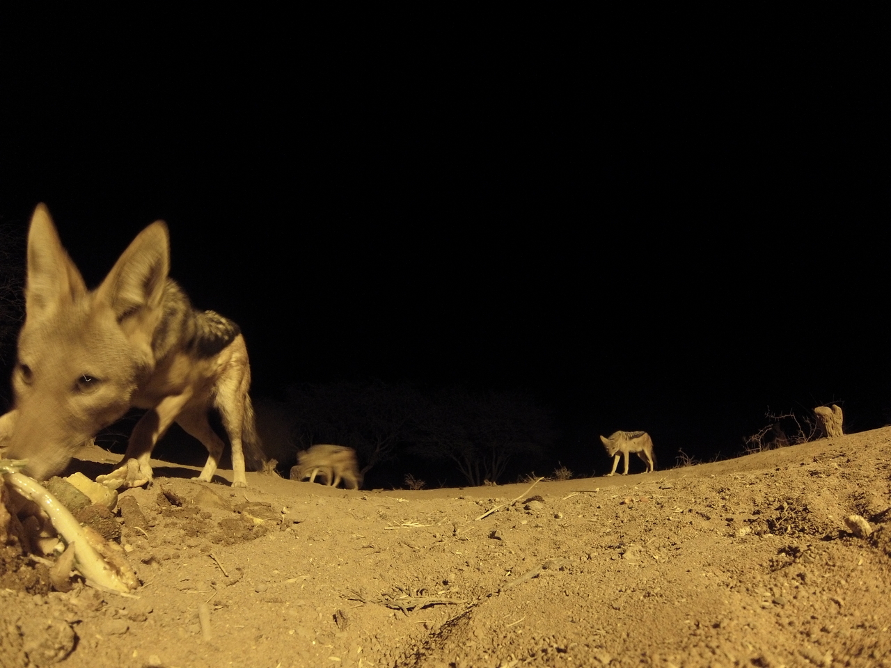 [10221] 2016_06_23_19_01_50_Africa_Hero3-Silver_Edition_IMG__01114.jpg